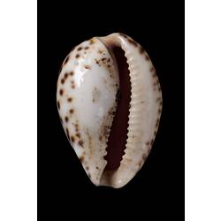 Pale shell with brown spots around its edge.