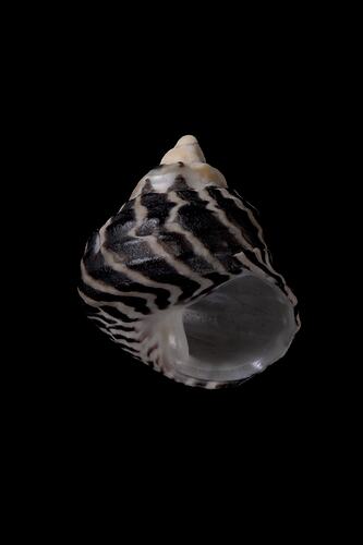 <em>Austrocochlea porcata</em>, Periwinkle, shell.  Registration no. F 180005.