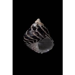 <em>Austrocochlea porcata</em>, Periwinkle, shell.  Registration no. F 180005.