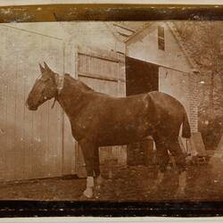 Photograph - Horse in Front of Stable, Somme, France, Private John Lord, World War I, 1916
