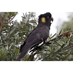 Yellow-tailed Black-cockatoo on a branch