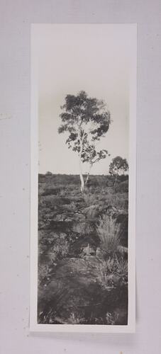 Mounted Photograph - White Wash Gum, E. Terminalis, Ooraminna Range, Central Australia by Walter Baldwin Spencer.