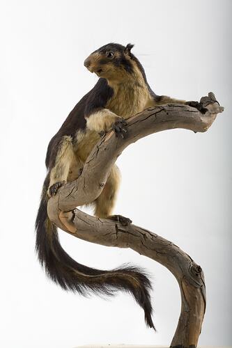 <em>Ratufa macroura</em>, Sri Lankan Giant Squirrel, mounted specimen. Registration no. C 30131.