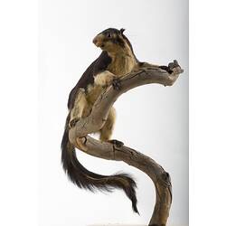<em>Ratufa macroura</em>