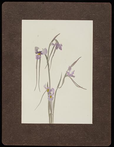 Still life of purples iris flowers.