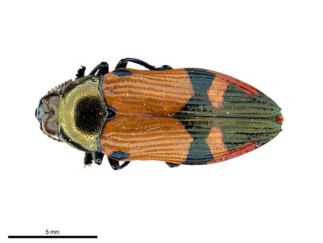 Pinned green and orange jewel beetle specimen, dorsal view.