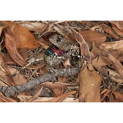 <em>Acripeza reticulata</em>, Mountain Katydid. Budj Bim Cultural Heritage Landscape, Victoria.