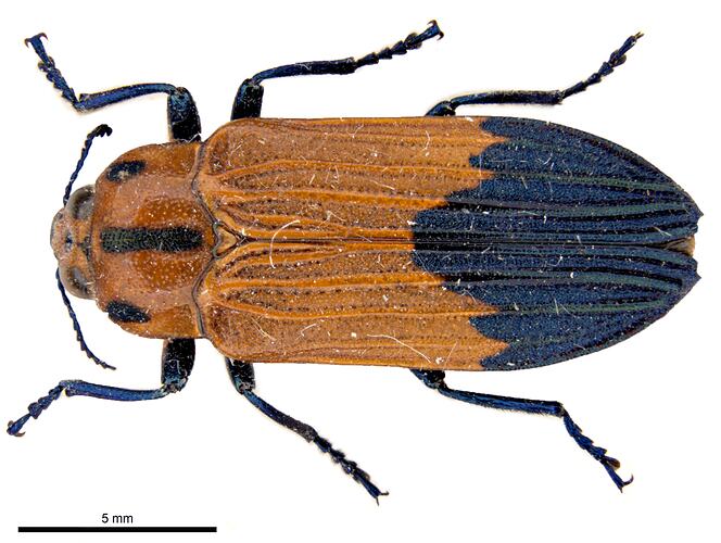 Pinned orange and blue jewel beetle specimen, dorsal view.