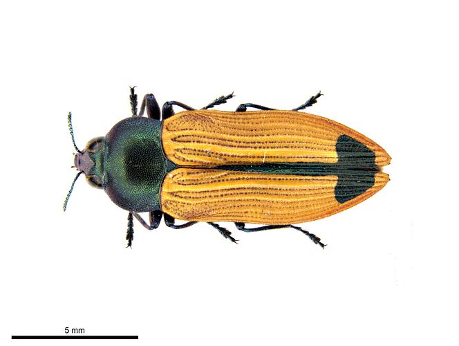 Pinned green and yellow jewel beetle specimen, dorsal view.