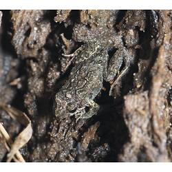 Brown frog in mud.