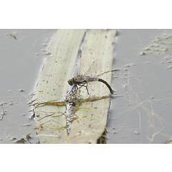 Dark dragonfly on leaf in water, tail poking into the water to lay eggs.