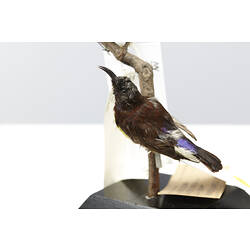 Red-brown mounted bird specimen with purple and white tail feathers.