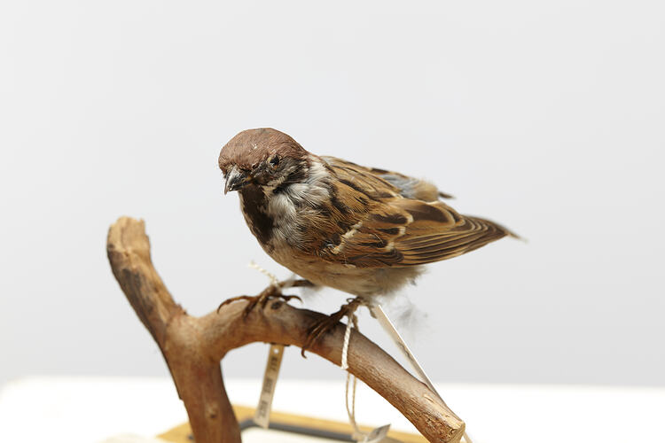 Taxidermied Sparrow with labels mounted on branch.