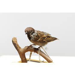 Taxidermied Sparrow with labels mounted on branch.