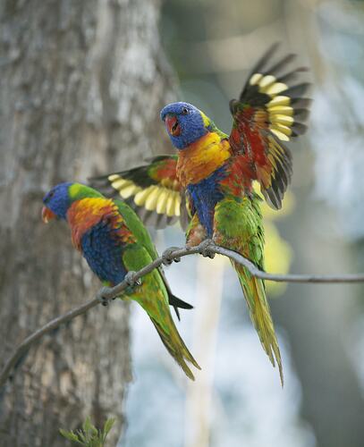 Two Rainbow Lorikeets on branch, one with wings spread.