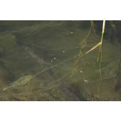 Water Striders.