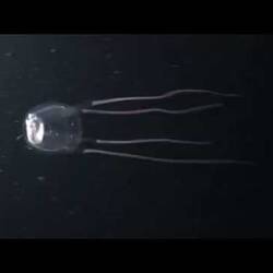 Silent footage of the Box Jellyfish, <em>Carybdea rastoni</em>.