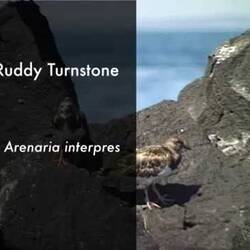 Silent footage of the Ruddy Turnstone, <em>Arenaria interpres</em>.