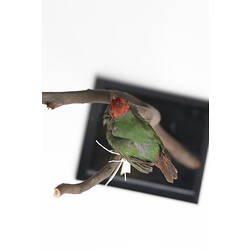 Small red and green bird specimen viewed from above.