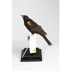 <em>Agelaius phoeniceus</em>, Red-winged Blackbird, mount.  Registration no. 61502.