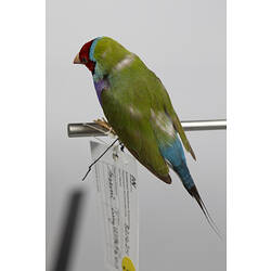 Green, blue and red bird specimen with red head viewed from side.