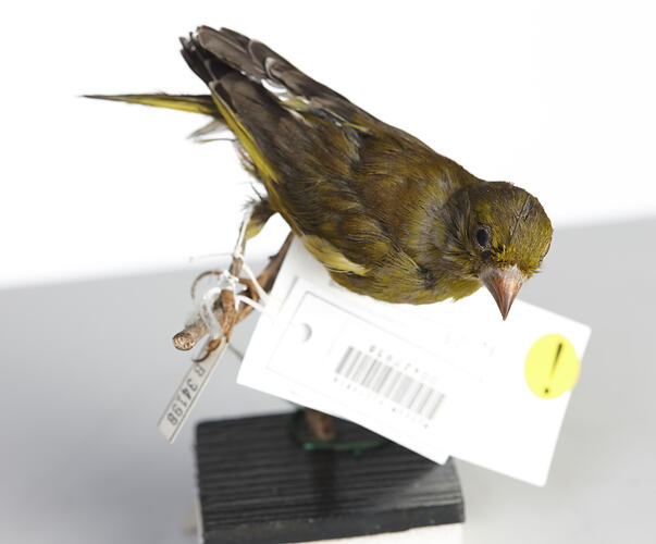 Goldfinch specimen mounted on plinth.