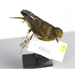 <em>Carduelis chloris</em>