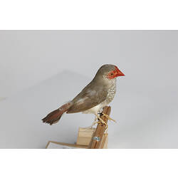 Mottled grey bird speicmen with red face, side view.