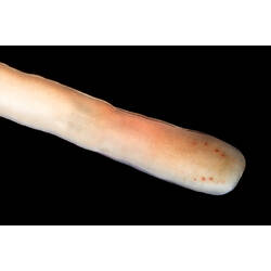 Detail of long narrow pink-cream worm against black background.
