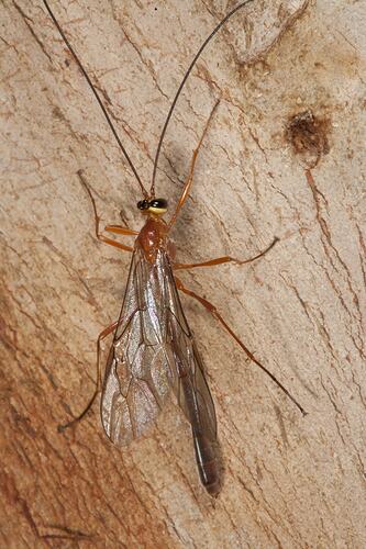 Family Ichneumonidae, ichneumon wasp. Budj Bim Cultural Heritage Landscape, Victoria.