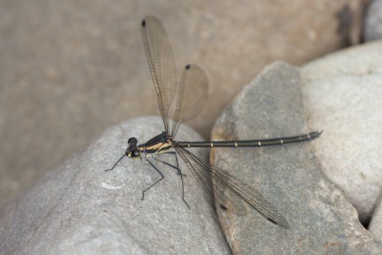 Black and bronze damsel fly, wings spread on rocks.