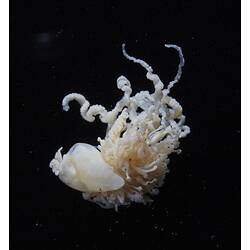 Deflated Bluebottle specimen with tangled arms.