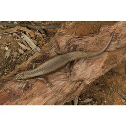 Tree Skink.