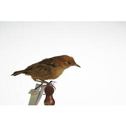 <em>Cisticola exilis exilis</em>, Golden-headed Cisticola, mount.  Registration no. 3010.