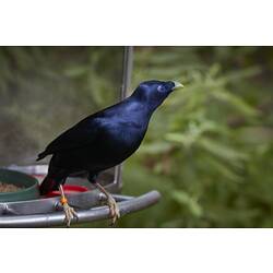 Glossy blue-black bird on bird feeder.
