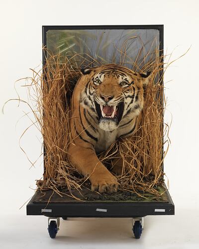 Front view of taxidermied tiger mounted to appear as though emerging from grass.