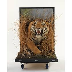 Front view of taxidermied tiger mounted to appear as though emerging from grass.