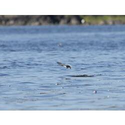 Whiskered Tern.