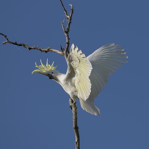 White Parrot with raised yellow crest on narrow vertical branch, wings flapping.