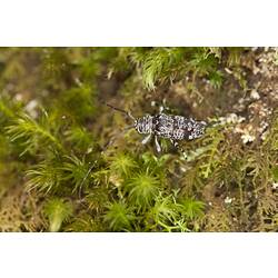 Family Cerambycidae, longhorn beetle. Mitchell River National Park, Victoria.