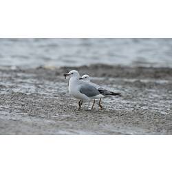 Two Silver Gulls on sand.