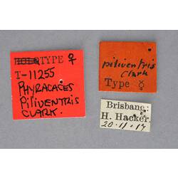Entomology type specimen labels.
