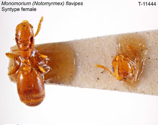 Ant specimen, female, dorsal view.