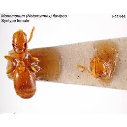 Ant specimen, female, dorsal view.