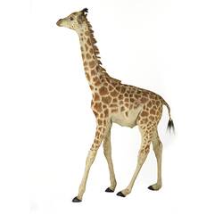 Side view of juvenile giraffe specimen.