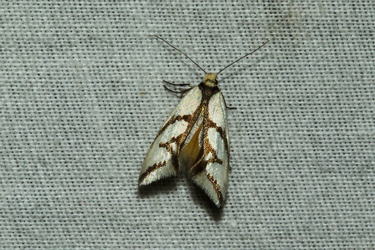 <em>Ocystola paulinella</em>, moth. Murray Explored Bioscan.