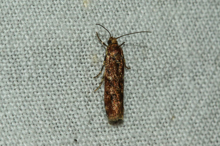 <em>Ardozyga</em> sp., moth. Murray Explored Bioscan.