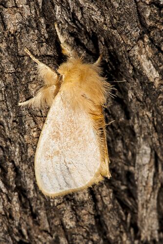 <em>Euproctis edwardsii</em>, moth. Neds Corner, Victoria.