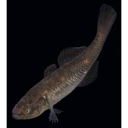 Carp Gudgeon.