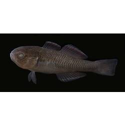 Carp Gudgeon.